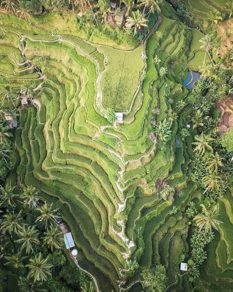 drone shot from the Tegalalang rice terrace