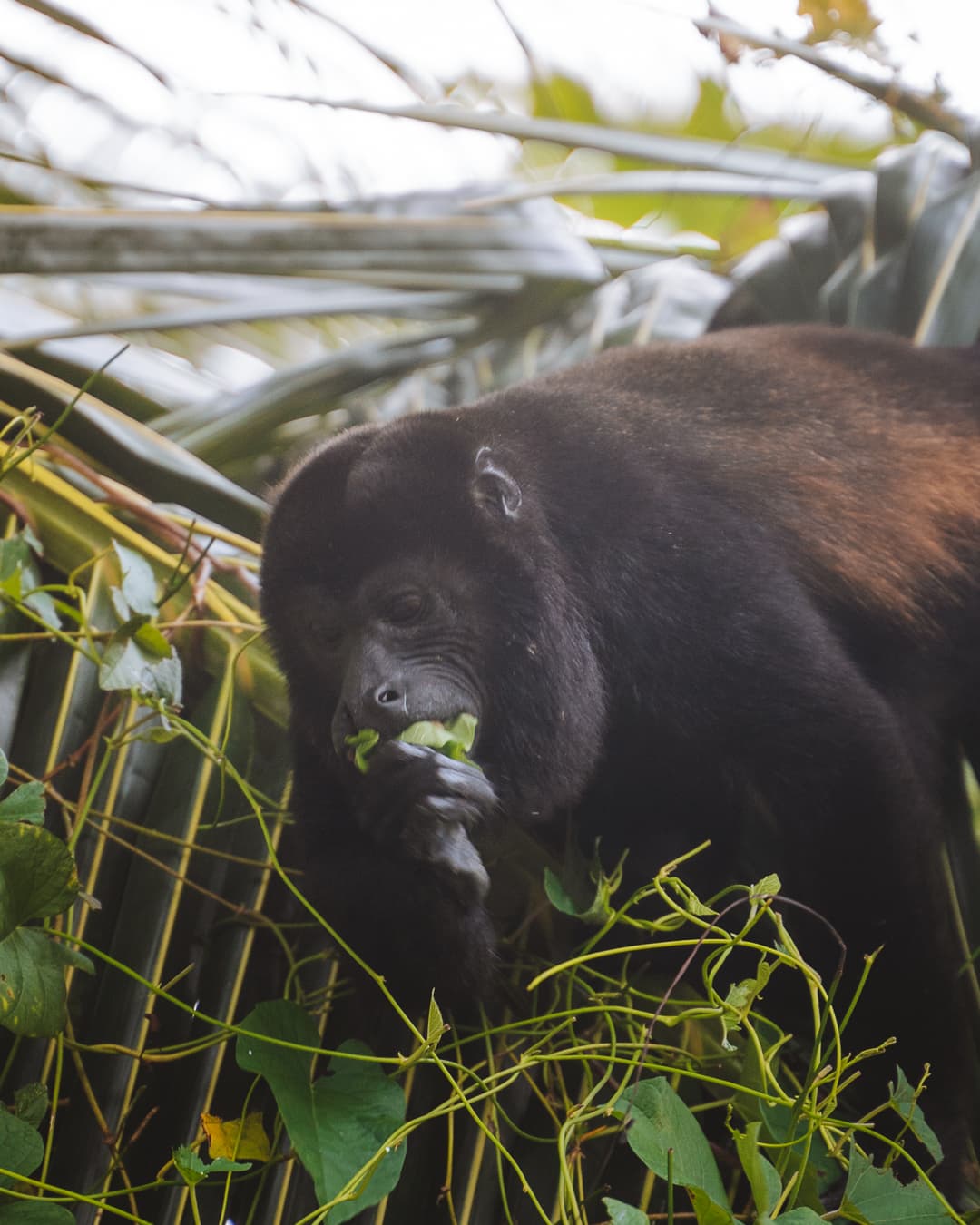 10 Best Things to Do in Puerto Viejo, Costa Rica Hungariandreamers