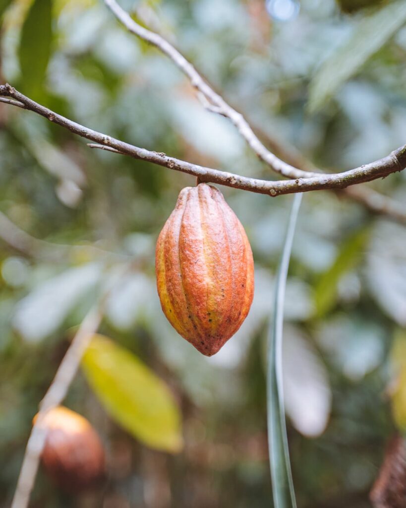Cacao Trails Tayku tour