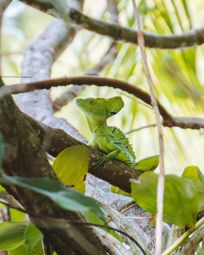 Green Basilisk Lizard, Costa Rica