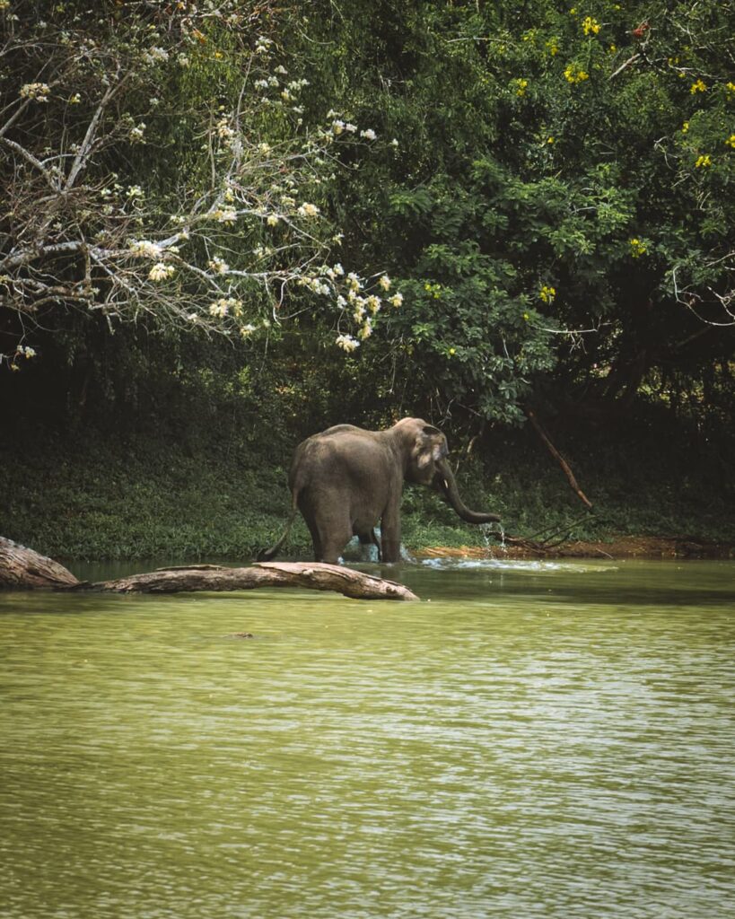 Yala National Park elephant