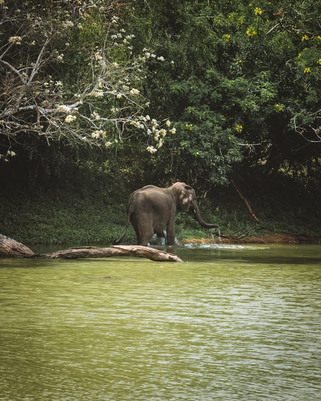 The Ultimate Guide to Visiting Yala National Park, Sri Lanka ...