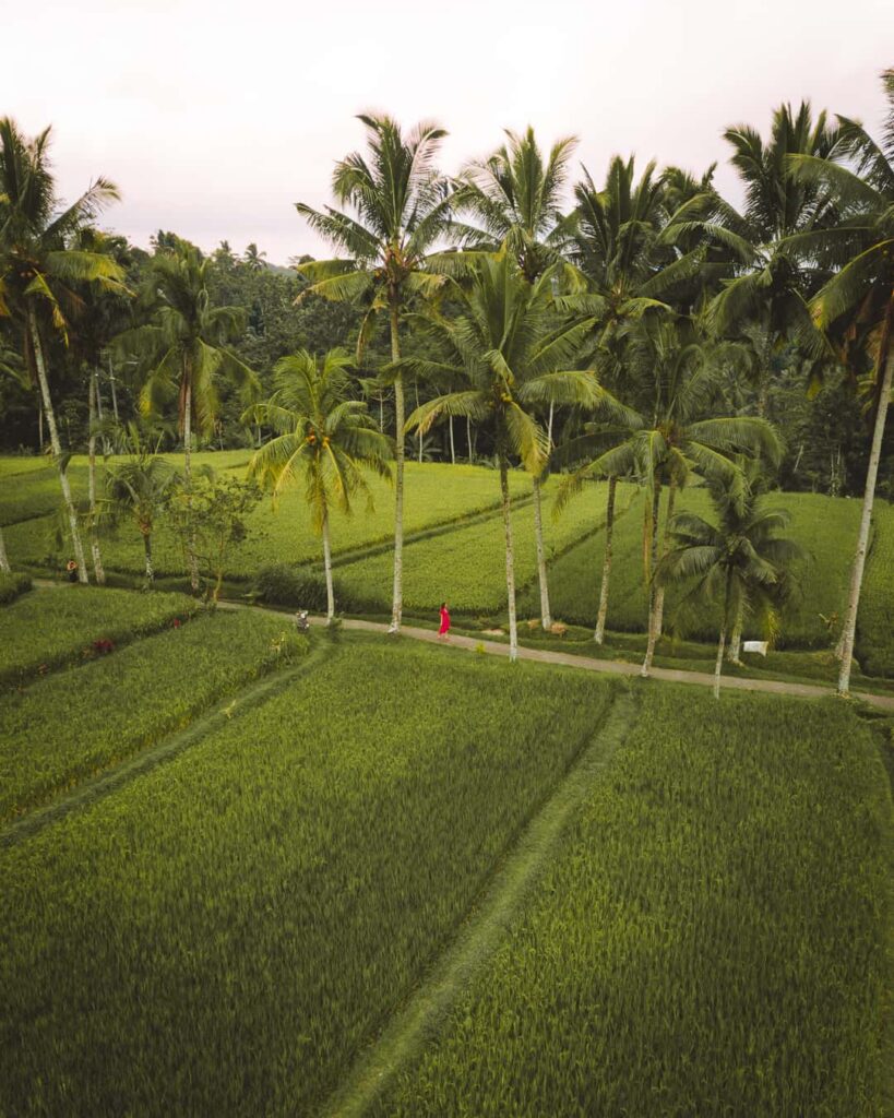 Mancingan Rice Terrace