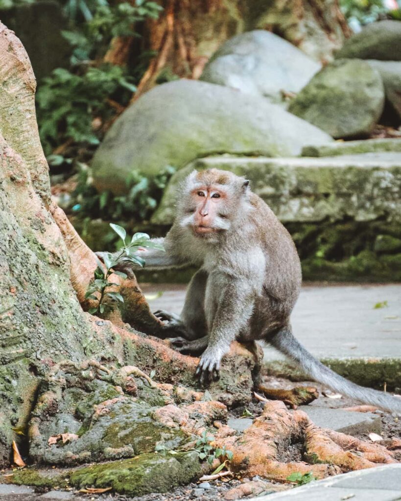 Monkey Forest Ubud